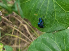 Chrysochus chinensis