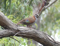 Phaps elegans