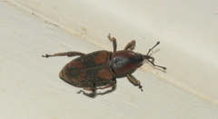 Rhabdoscelus obscurus