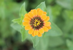 Zinnia peruviana