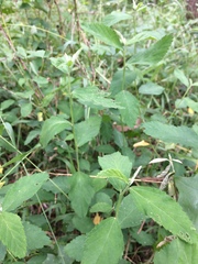 Sida rhombifolia
