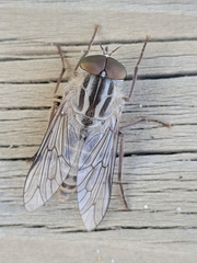 Ectenopsis mackerrasi