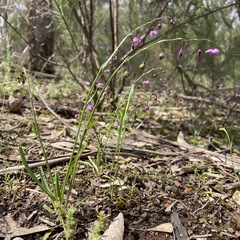 Arthropodium minus