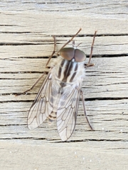 Ectenopsis mackerrasi