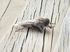 Ectenopsis mackerrasi