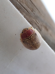 Paropsis roseola