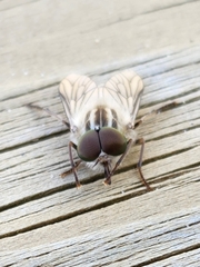 Ectenopsis mackerrasi