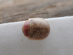 Paropsis roseola