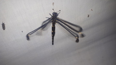 Stilbopteryx napoleo