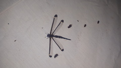 Stilbopteryx napoleo