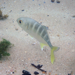 Pseudocaranx dentex