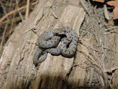 Storeria storerioides