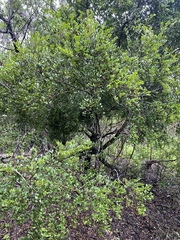 Diospyros humilis