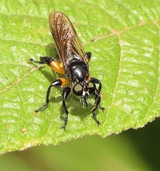Laphriini