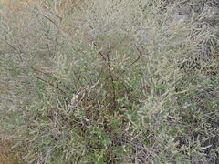 Aloysia