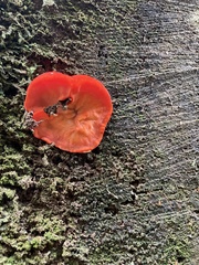 Aurantiporus pulcherrimus
