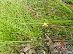 Tricoryne