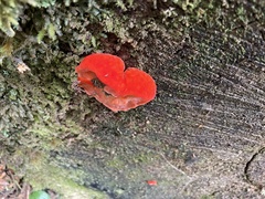 Aurantiporus pulcherrimus