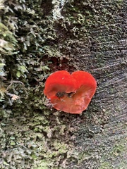 Aurantiporus pulcherrimus