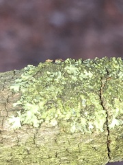 Phaeophyscia pusilloides