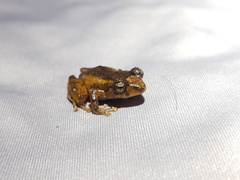Pristimantis paisa
