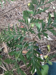Grevillea robusta