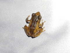 Pristimantis paisa