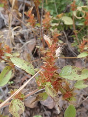 Acalypha neomexicana