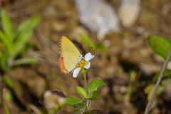 Heliophorus epicles