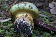 Cortinarius ponderosus