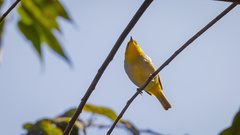 Zosterops palpebrosus