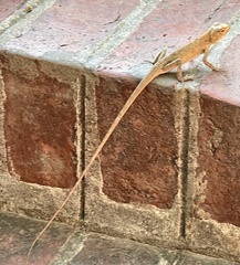 Calotes versicolor