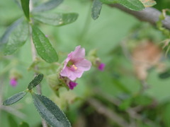 Mirabilis oxybaphoides
