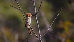 Paradoxornis guttaticollis