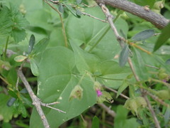 Mirabilis oxybaphoides
