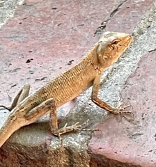Calotes versicolor