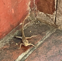 Calotes versicolor