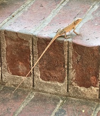 Calotes versicolor