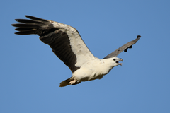 White-Bellied Sea Eagle photo 3