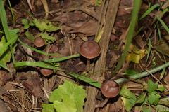 Psathyrella bipellis image