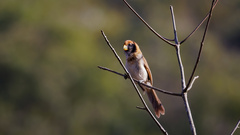 Paradoxornis guttaticollis