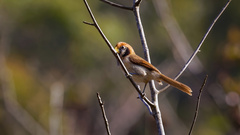 Paradoxornis guttaticollis