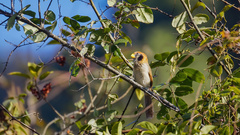 Paradoxornis guttaticollis