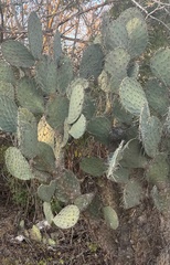 Opuntia lasiacantha