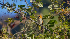 Paradoxornis guttaticollis