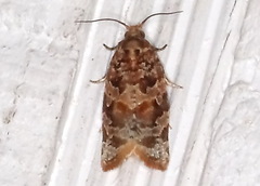 Argyrotaenia tabulana