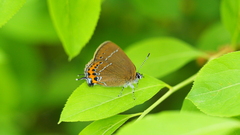 Satyrium pruni