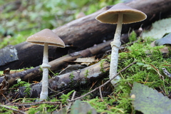 Psathyrella longistriata