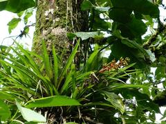 Guzmania donnell-smithii