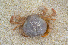 Polybius henslowii